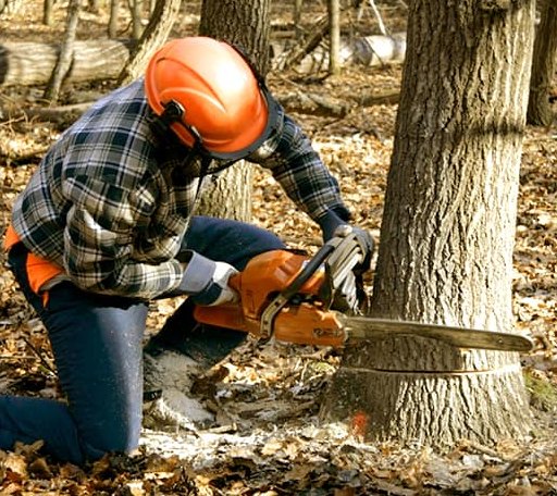 Tree Removal in Central Lake, MI